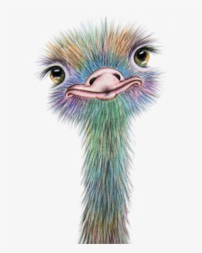 Drawing Feather Ostrich - Cute Ostrich, HD Png Download, Transparent PNG