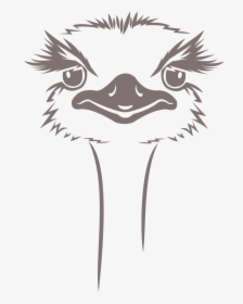 Drawing Feather Ostrich - Ostrich Design, HD Png Download, Transparent PNG
