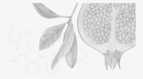 Sketch, HD Png Download, Transparent PNG