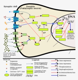 The Signaling Cascade Involved In Psychostimulant Addiction - Fos Gene, HD Png Download, Transparent PNG