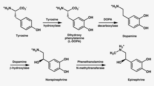 L Tyrosine And Adderall - Synthesis Of Dopamine From Phenylalanine, HD Png Download, Transparent PNG
