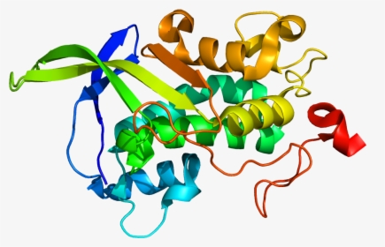 Protein Npc1 Pdb 3gkh - Npc1 Gene, HD Png Download, Transparent PNG