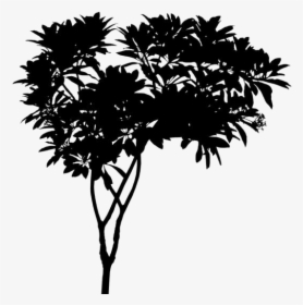 Tropical Trees Png Transparent Images - Plumeria Tree Png, Png Download, Transparent PNG