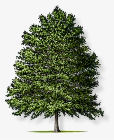 Types Of Plants Trees - Christmas Tree, HD Png Download, Transparent PNG