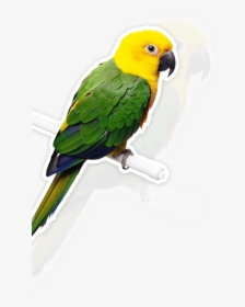 Bird Parrot Bells Hanging Toys - Pet Bird Transparent, HD Png Download, Transparent PNG