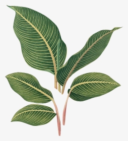 Tree, HD Png Download, Transparent PNG