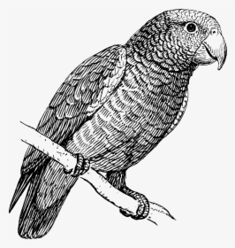 Parrot Bird In Black And White, HD Png Download, Transparent PNG