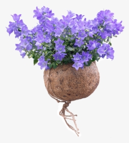 Spring Bell Campanula Plant - Campanula Png, Transparent Png, Transparent PNG