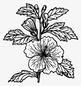 Hibiscus - Hibiscus Plant Simple Drawing, HD Png Download, Transparent PNG