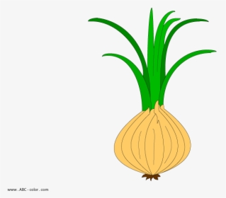 Transparent Leek Png - Onion With Root Clipart, Png Download, Transparent PNG