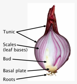 Cross Section Of Onion Bulb, HD Png Download, Transparent PNG