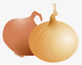 Onion Vector, HD Png Download, Transparent PNG