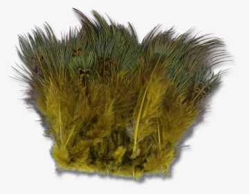 Strung Ringneck Pheasant Rump - Grass, HD Png Download, Transparent PNG
