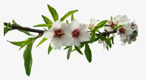 Almond Tree, White Flowers, Almond Tree Nature, Flower - Almond, HD Png Download, Transparent PNG