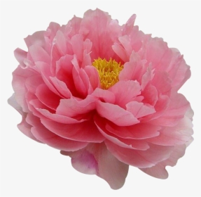 Transparent Flower Tree Png - China National Flower Peony, Png Download, Transparent PNG