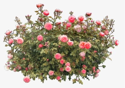#flower #flowers #roses #redroses #nature #vase #tree - Rose Flower Tree Png, Transparent Png, Transparent PNG
