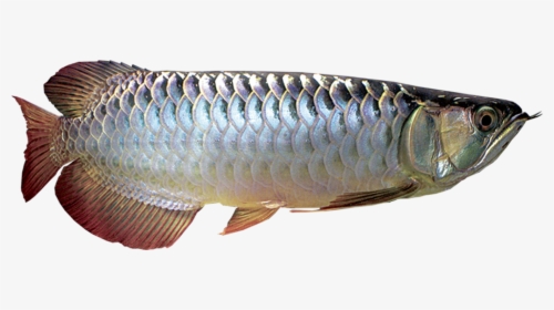 Silver Arowana Fish Png, Transparent Png, Transparent PNG