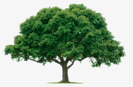 One Trees, HD Png Download, Transparent PNG