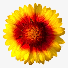 Gazania Hd - Flower White Background Free, HD Png Download, Transparent PNG