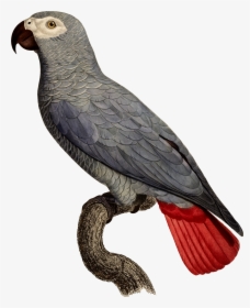 African Grey Parrot Scientific Illustration - Grey Parrot, HD Png Download, Transparent PNG