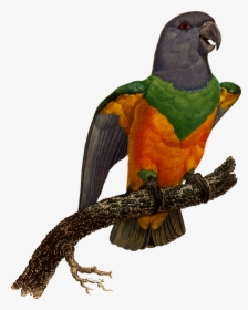 Macaw,parrot,bird - Macaw, HD Png Download, Transparent PNG