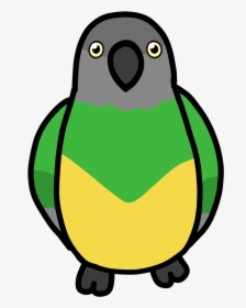 Senegal Parrot Drawing Cartoon, HD Png Download, Transparent PNG
