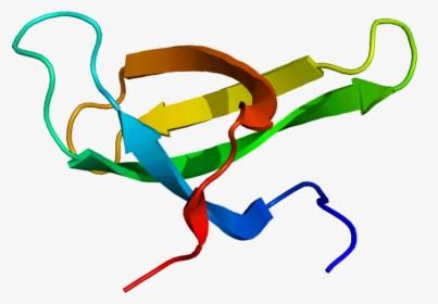 Protein Smn1 Pdb 1g5v - Survival Motor Neuron Protein, HD Png Download, Transparent PNG