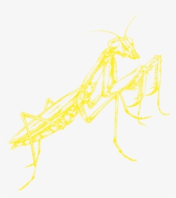 Mantidae, HD Png Download, Transparent PNG