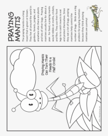 Fact Sheet About Praying Mantis For Kids, HD Png Download, Transparent PNG