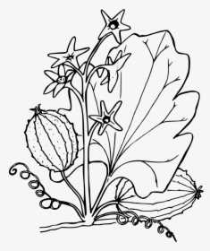 Oregon Clipart Free For Download - Plants Black And White Clipart, HD Png Download, Transparent PNG