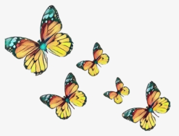 #borboleta #burterfly #borboletas #asasdeborboleta - Pieridae, HD Png Download, Transparent PNG