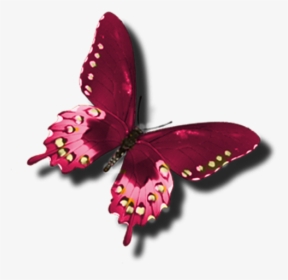 Beautiful Butterfly Clip Art, HD Png Download, Transparent PNG