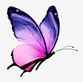 Colorful Butterfly With White Background, HD Png Download, Transparent PNG