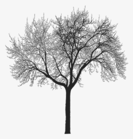 Img Png Image Thumb - Forest Tree Silhouette No Background, Transparent Png, Transparent PNG