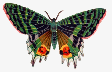 Butterfly Png Image - Hd Butterfly, Transparent Png, Transparent PNG