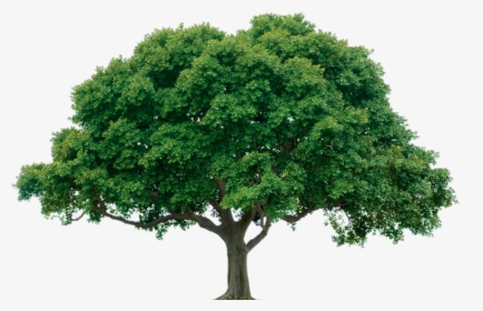 Single Tree Png, Transparent Png, Transparent PNG