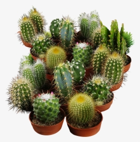 Cactus Seeds For Planting - Cactus Seeds, HD Png Download, Transparent PNG