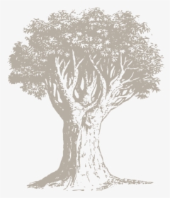 Sketch, HD Png Download, Transparent PNG
