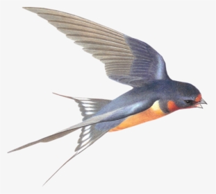 Transparent Swallows Clipart - Swallow Bird Transparent Background, HD Png Download, Transparent PNG