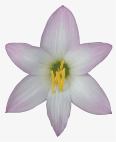 Bellflower Png Transparent Images - Lily With No Background, Png Download, Transparent PNG