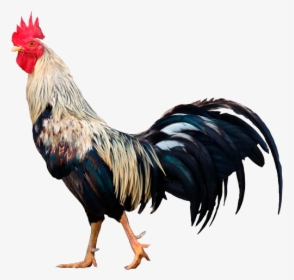 Descripcion - Rooster With White Background, HD Png Download, Transparent PNG