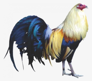 Gallery/png - Gallo De Pelea Png, Transparent Png, Transparent PNG