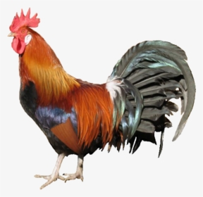Country Chicken Png Transparent, Png Download, Transparent PNG