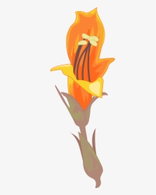 Lily, HD Png Download, Transparent PNG