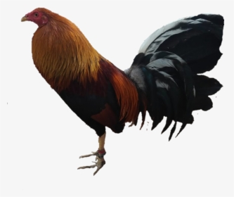 #gallo - Rooster, HD Png Download, Transparent PNG