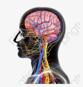 Structure Nervous System - Nervous System Omega 3, HD Png Download, Transparent PNG