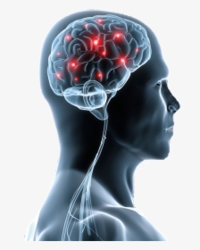 Cognitive Health, HD Png Download, Transparent PNG