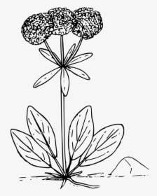 Flower Plant Wild Wildflower - Wild Flower Vector Png, Transparent Png, Transparent PNG