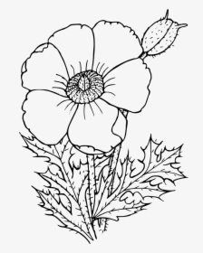 Wildflower In Black And White - Poppy Drawing Png, Transparent Png, Transparent PNG