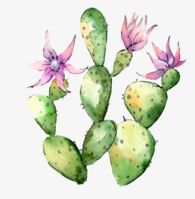 Hand Painted Flowering Cactus Png Transparent - Flower Cactus Png, Png Download, Transparent PNG